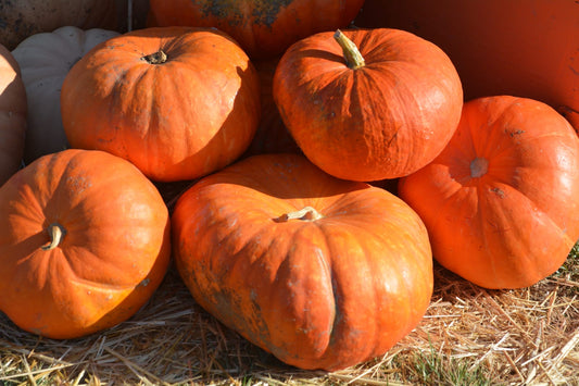 Orange Pumpkins w/ Shadows - Image 1