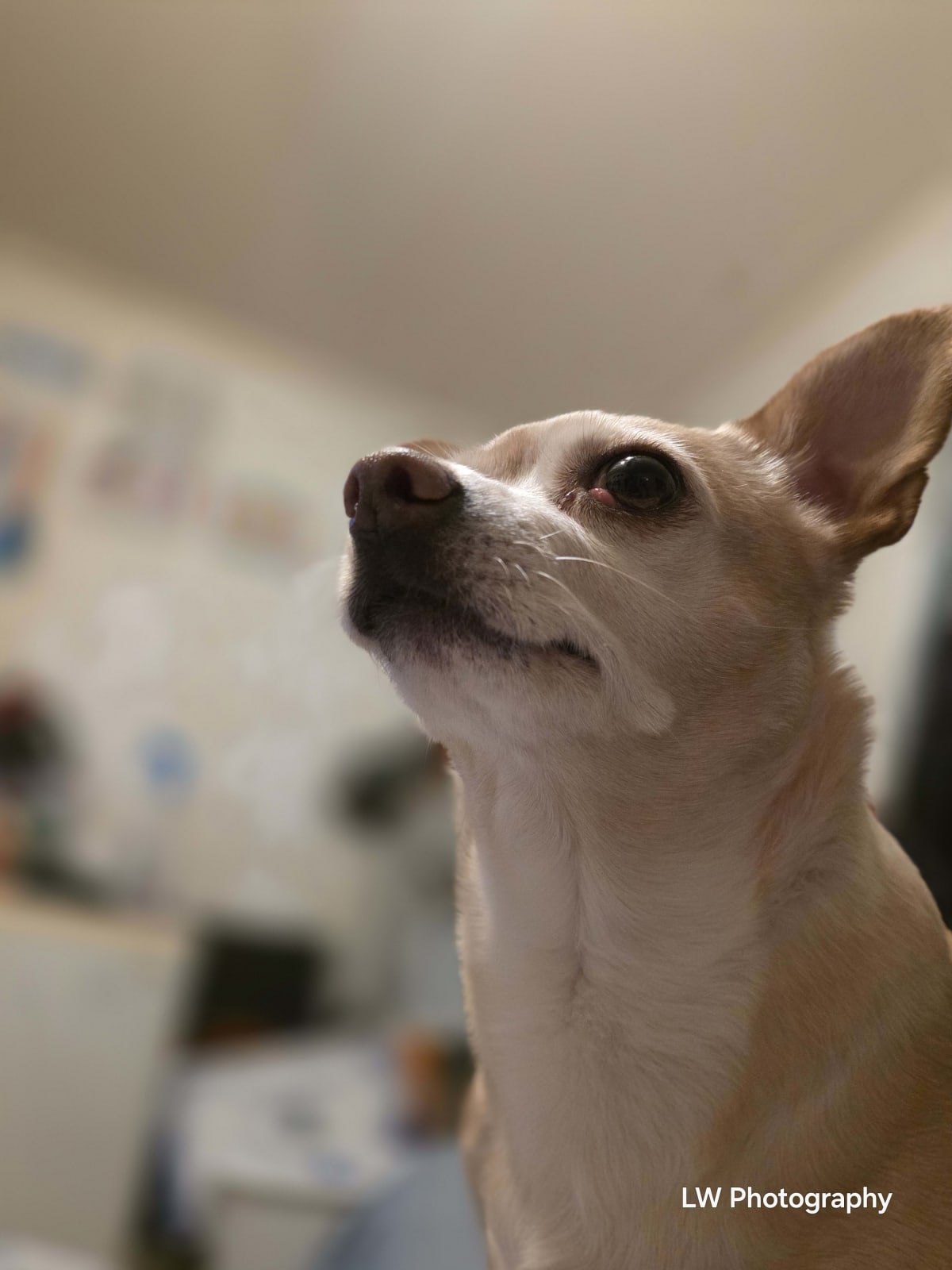 Echoes of Loyalty: A Contrast in Companionship - Image 1