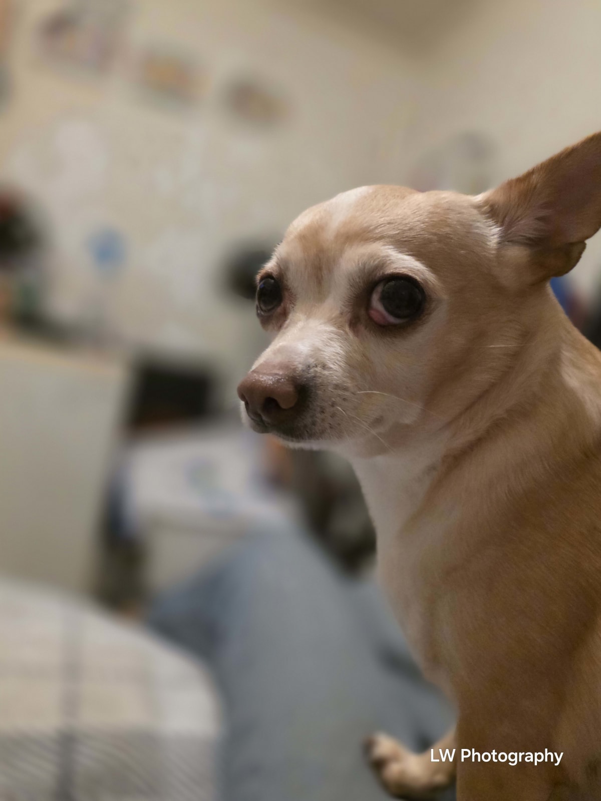 Echoes of Loyalty: A Contrast in Companionship - Image 2