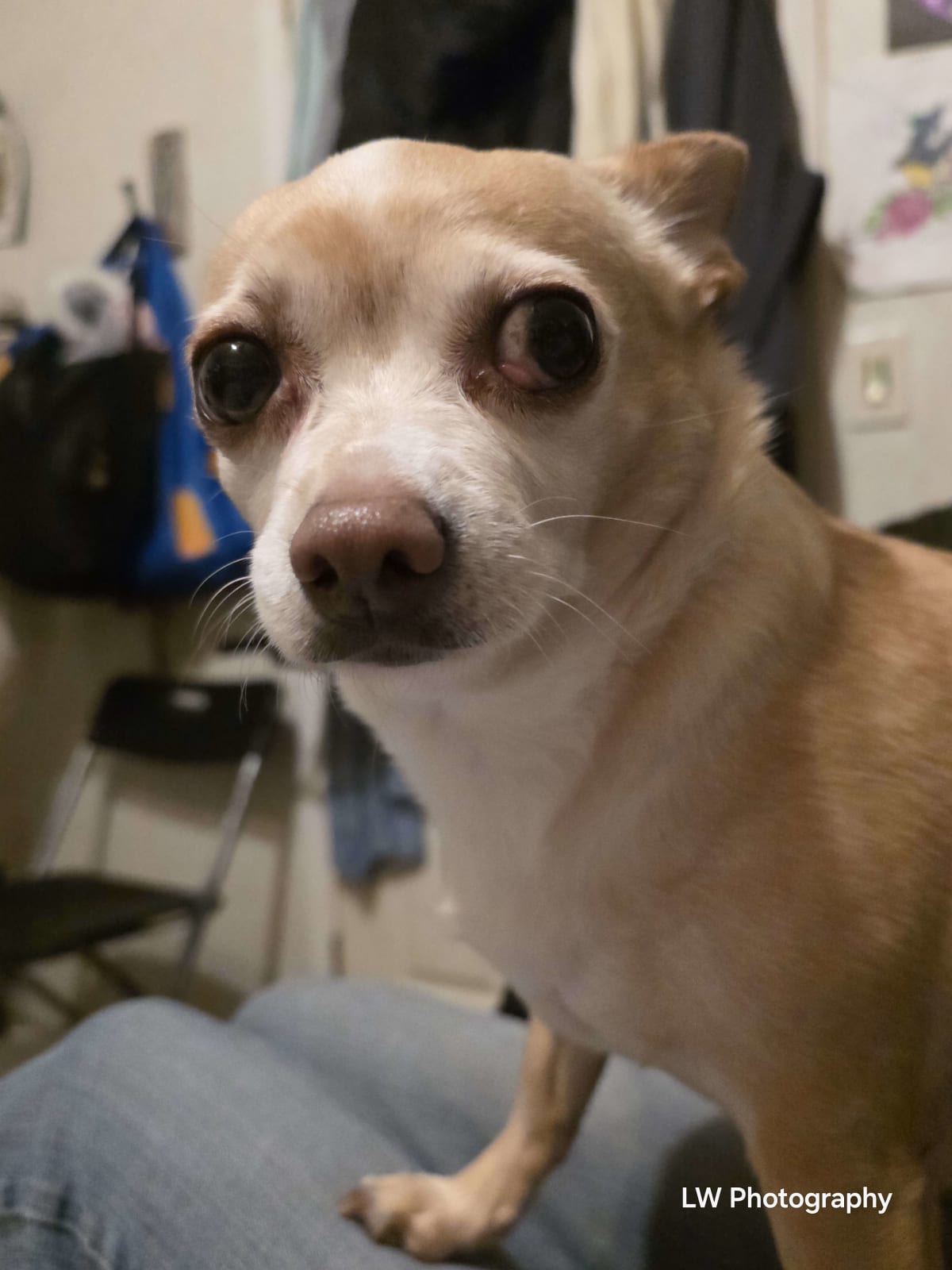 Echoes of Loyalty: A Contrast in Companionship - Image 3