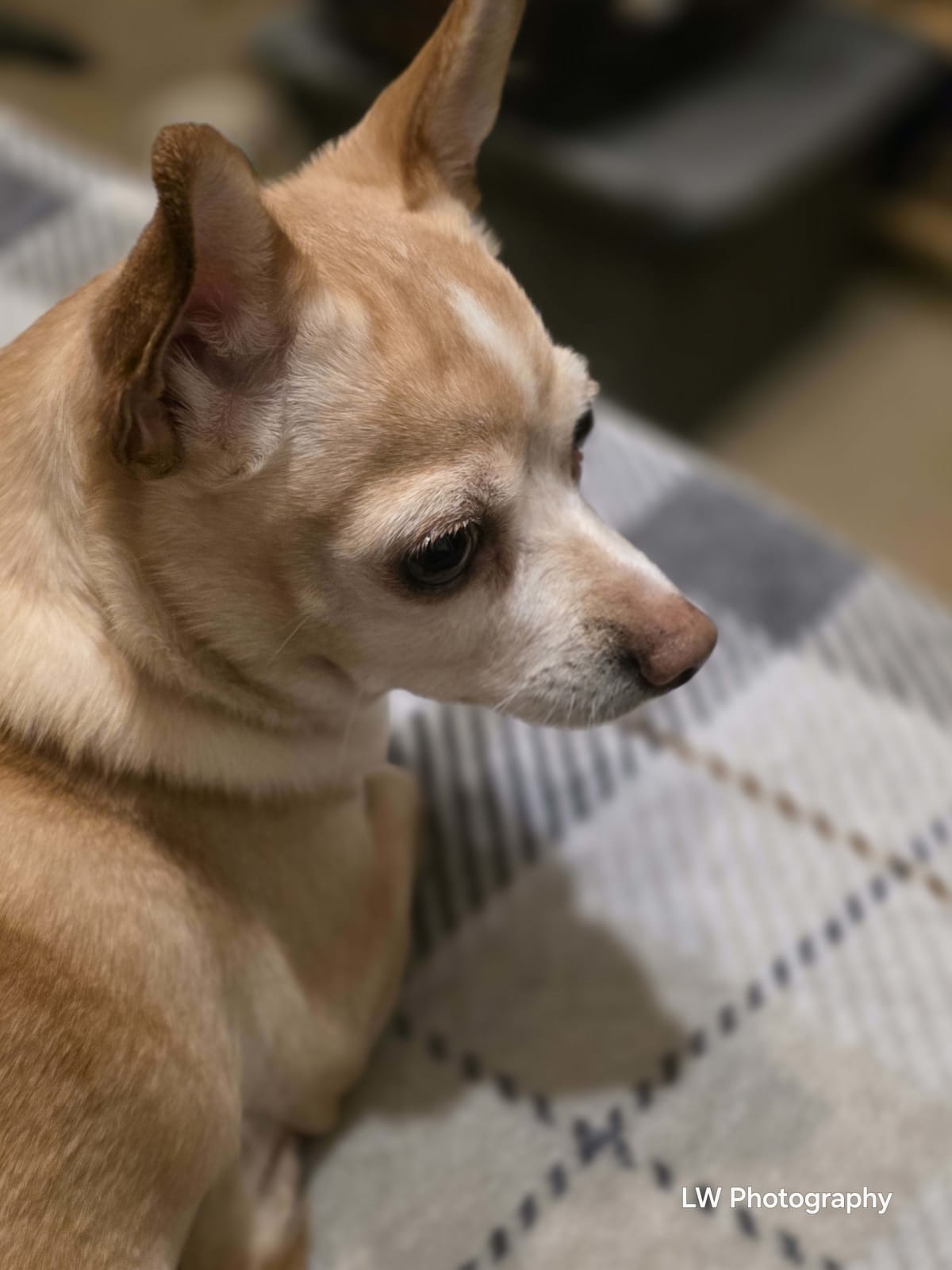 Echoes of Loyalty: A Contrast in Companionship - Image 4