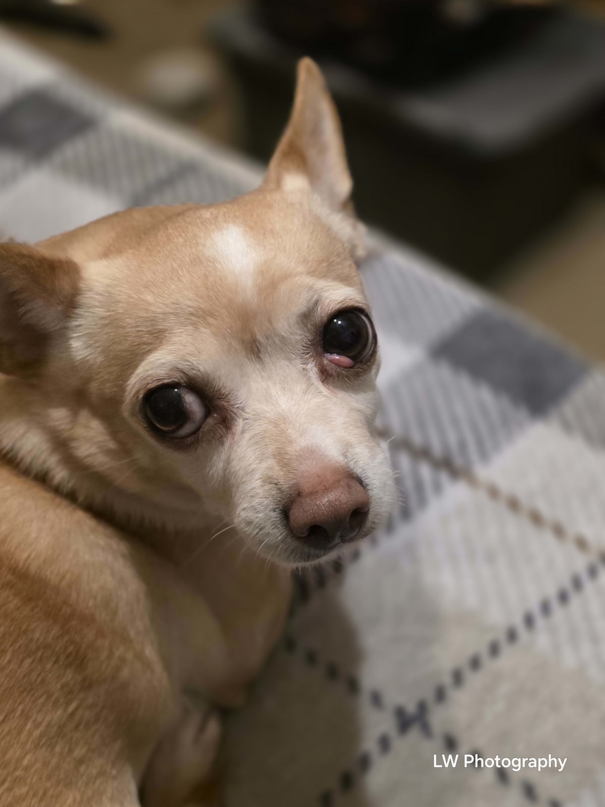 Echoes of Loyalty: A Contrast in Companionship - Image 5