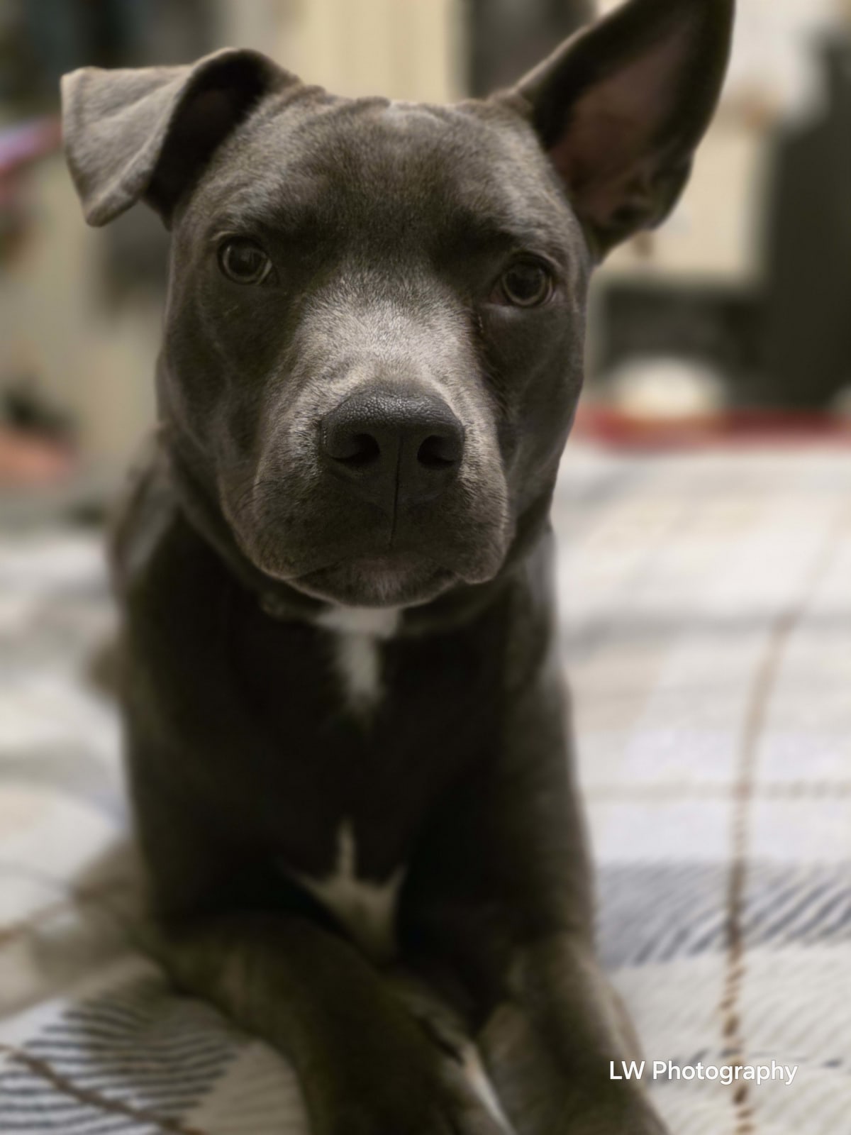 Echoes of Loyalty: A Contrast in Companionship - Image 6