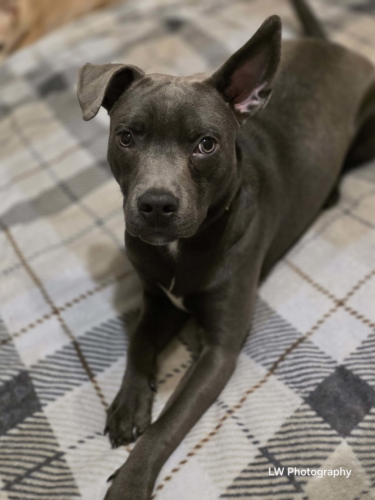 Echoes of Loyalty: A Contrast in Companionship - Image 7