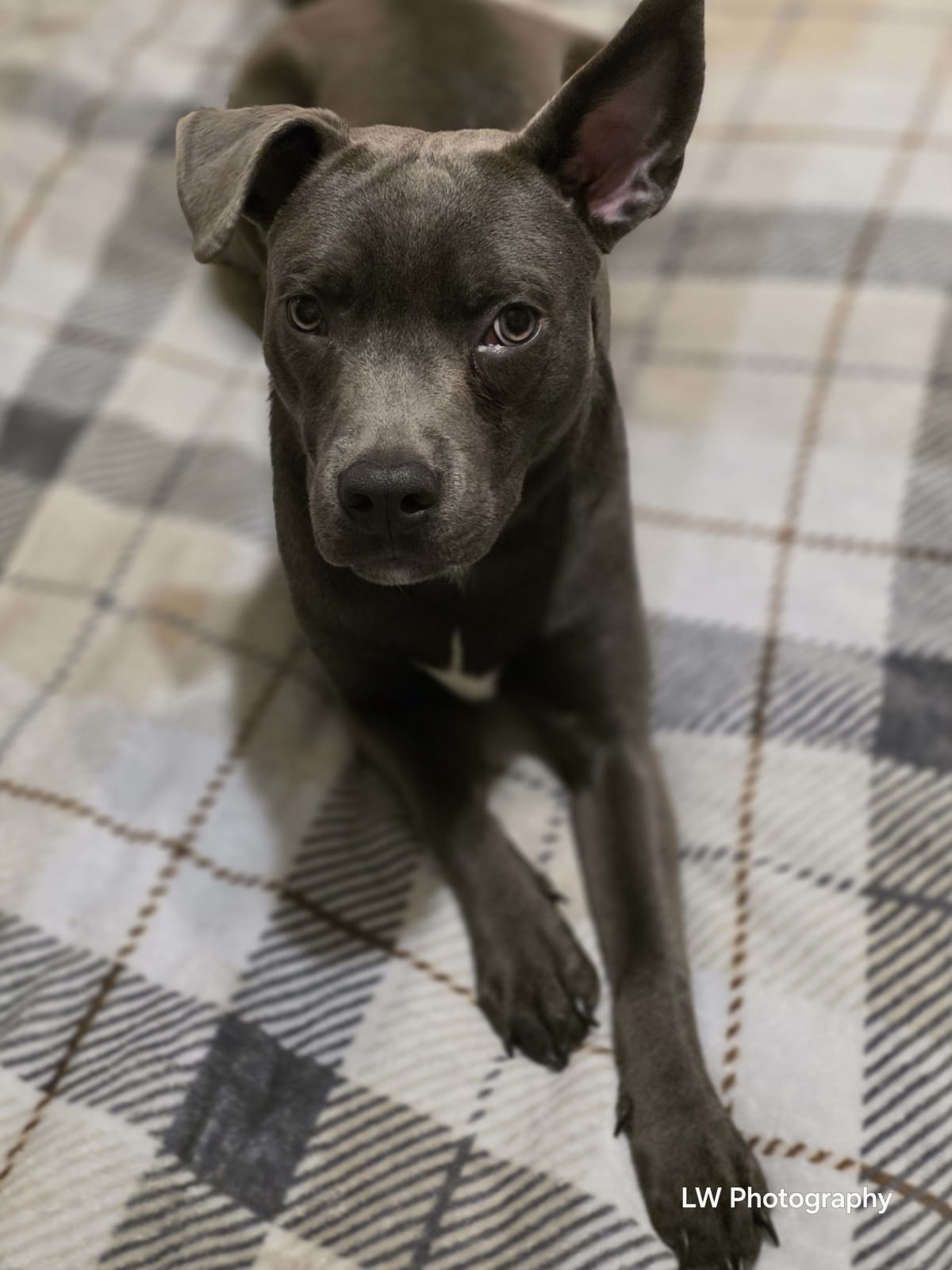 Echoes of Loyalty: A Contrast in Companionship - Image 8