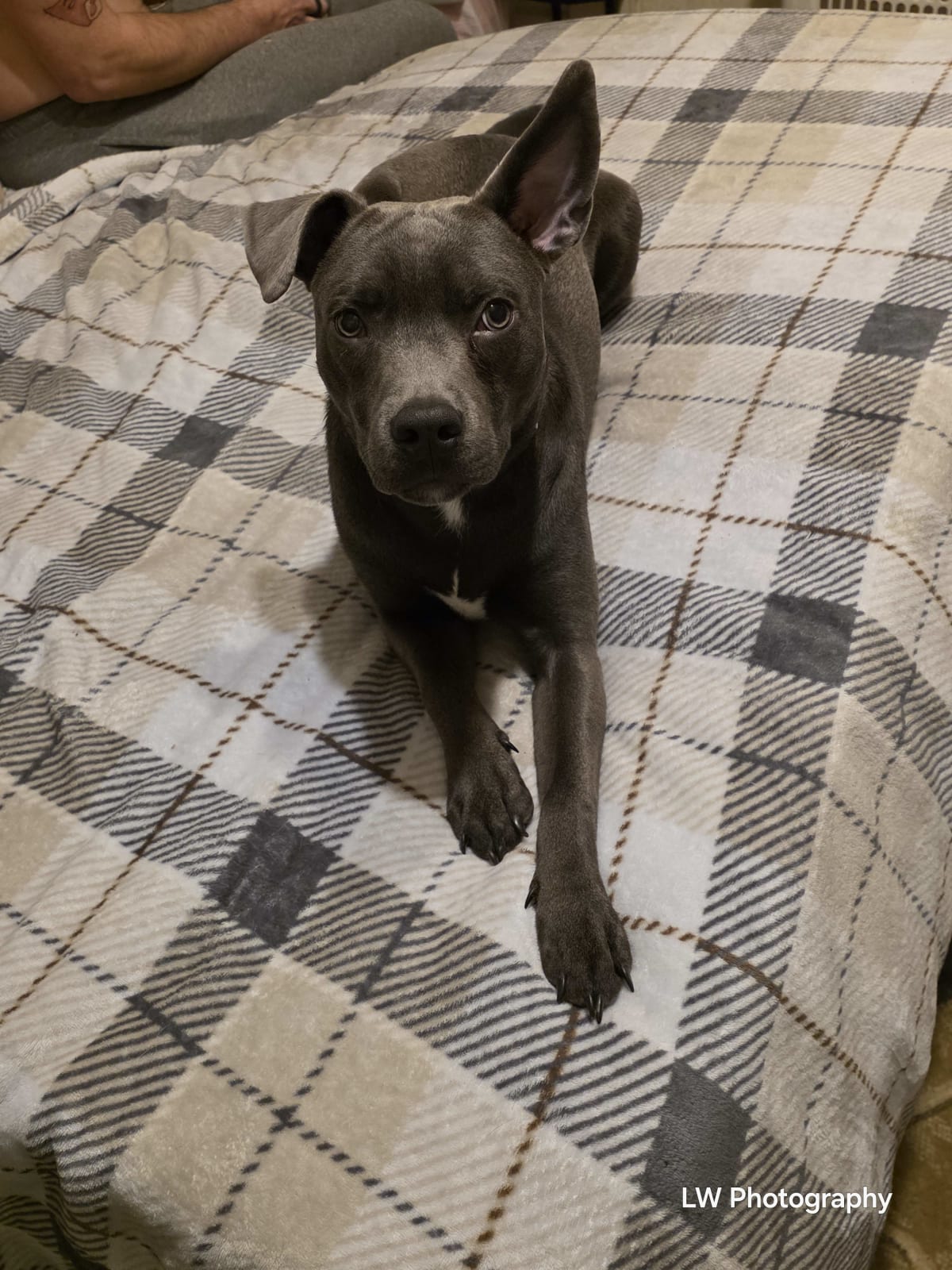 Echoes of Loyalty: A Contrast in Companionship - Image 9