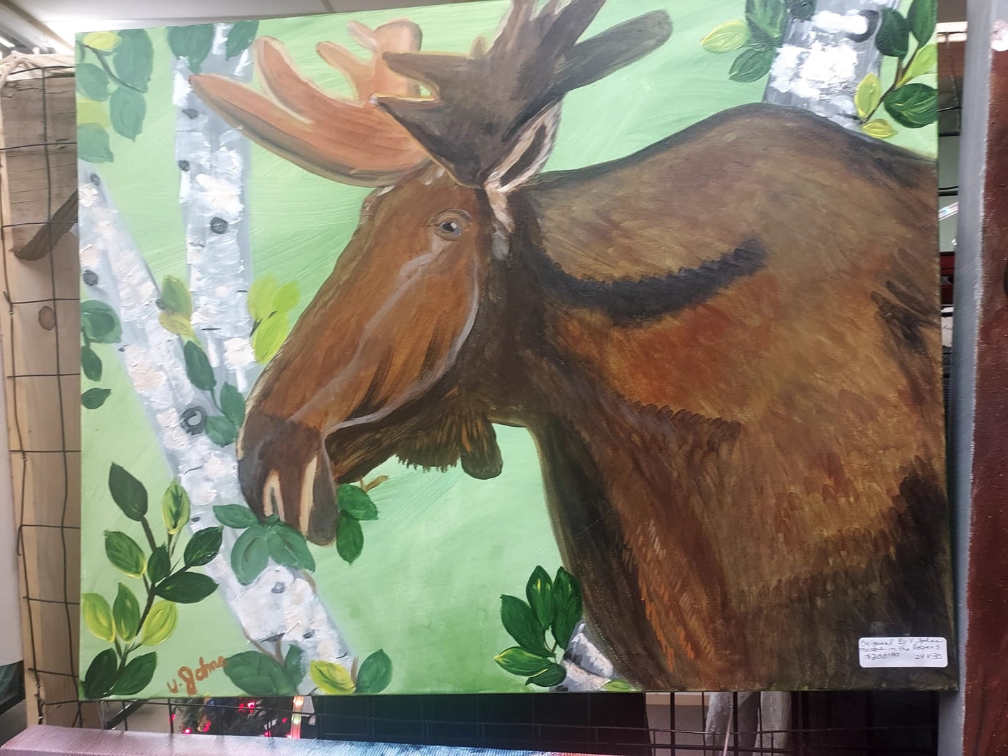 Moose Among the Aspens   - Image 3